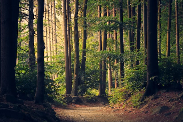 A woodland path in low autumn light